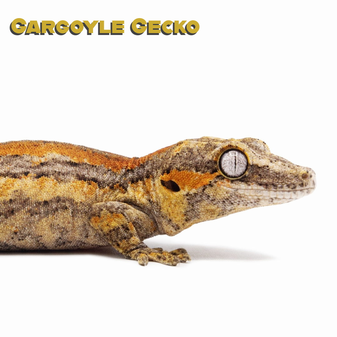 Gargoyle Gecko Care