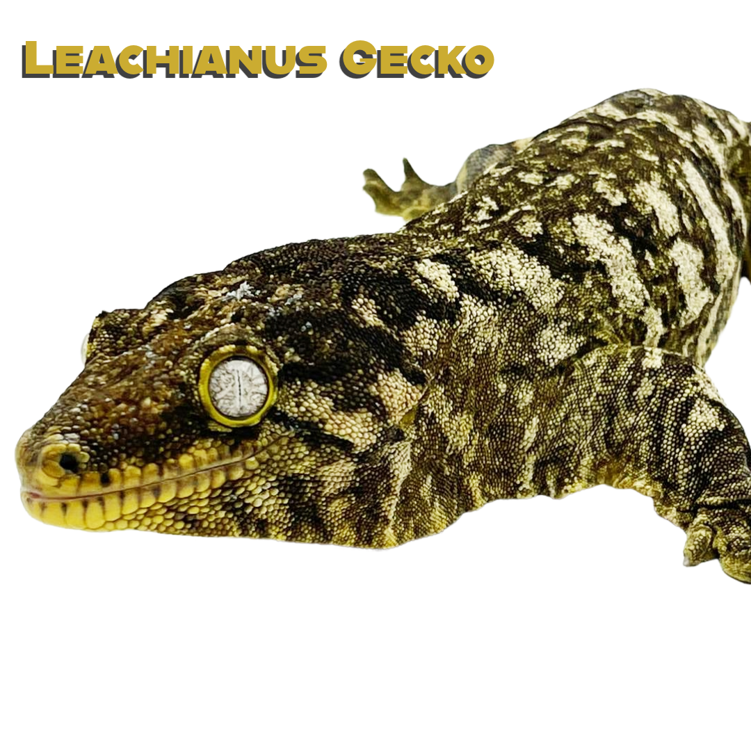 Leachianus Gecko (Leachie Gecko) Care