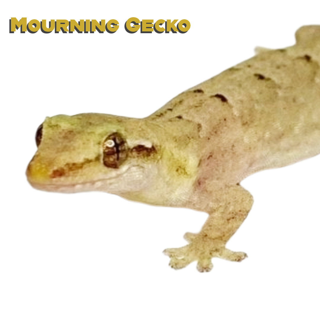 Mourning Gecko Care