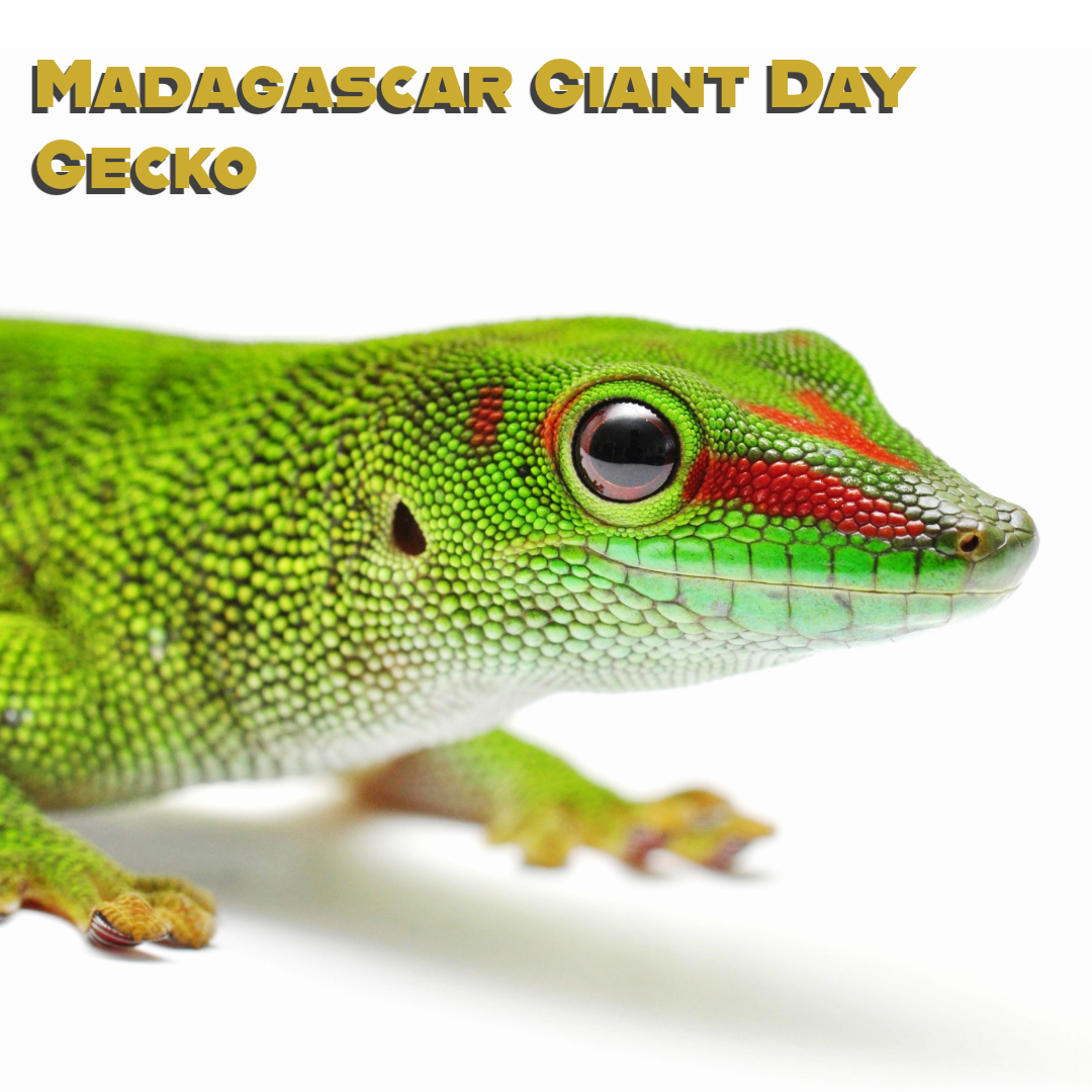 Madagascar Giant Day Gecko Care
