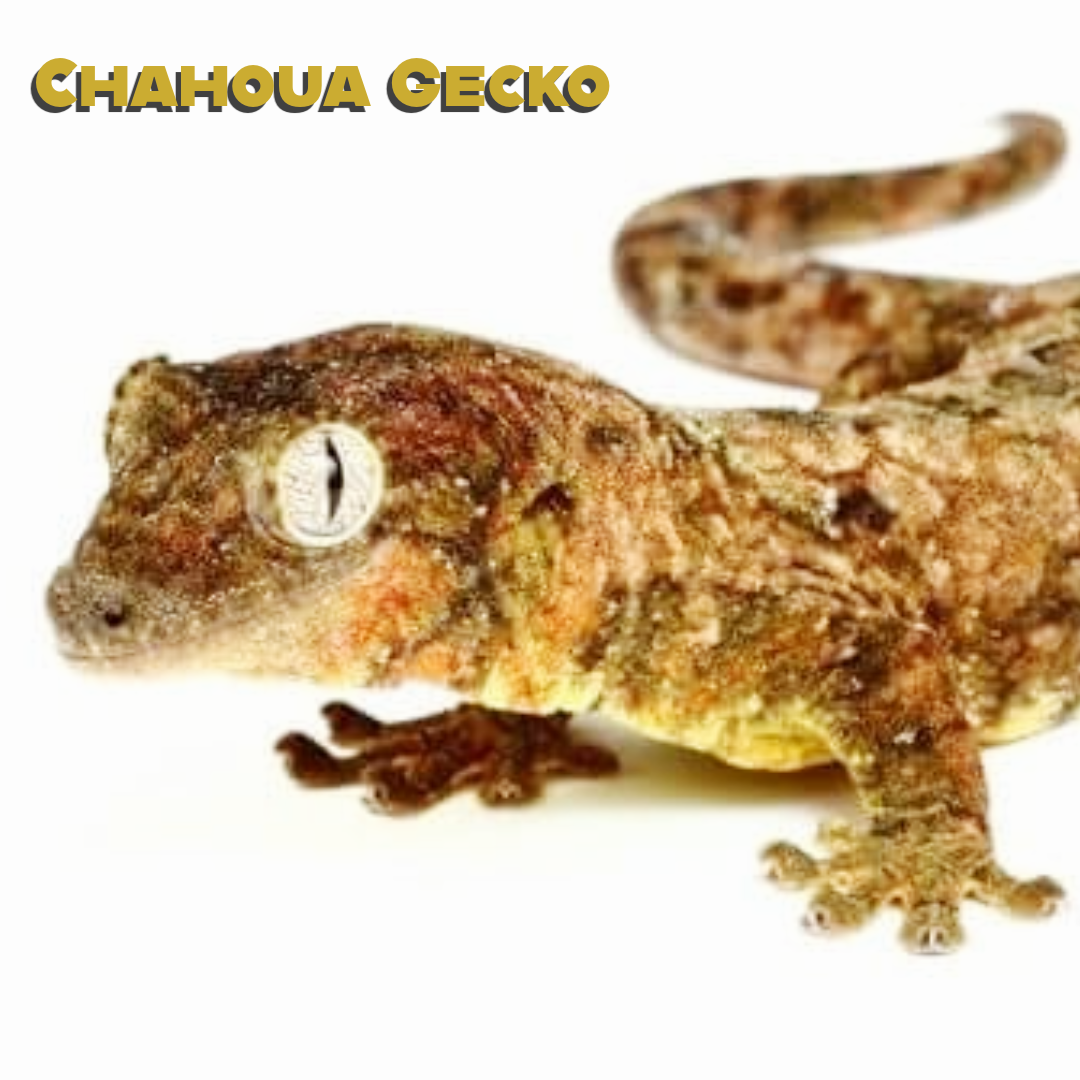 Chahoua Gecko Care