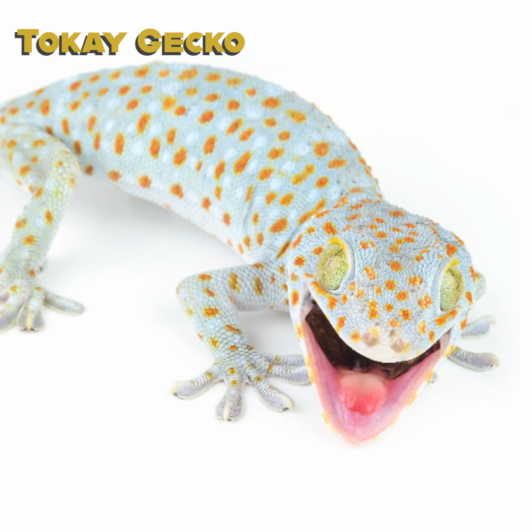 Tokay Gecko Care