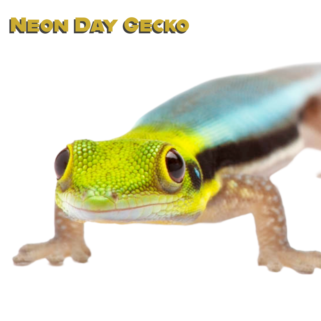 Neon Day Gecko Care