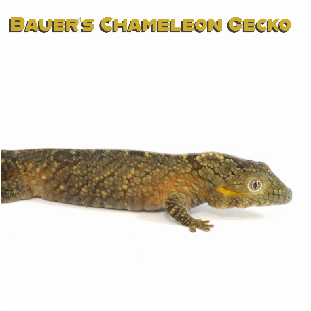 Bauer’s Chameleon Gecko Care