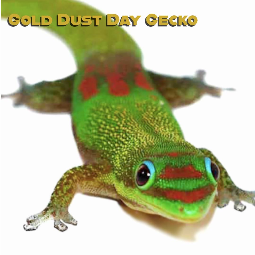Gold Dust Day Gecko Care
