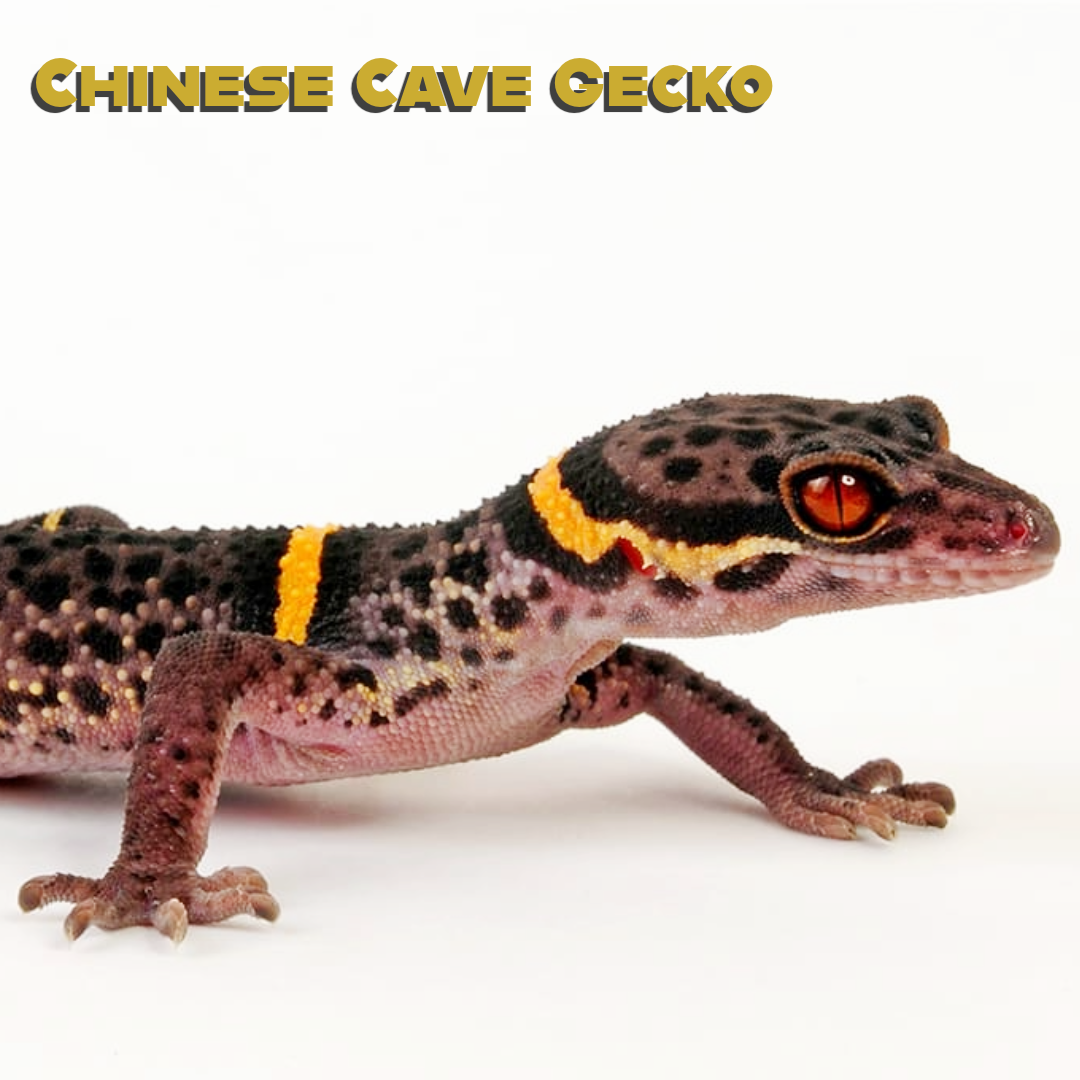 Chinese Cave Gecko Care