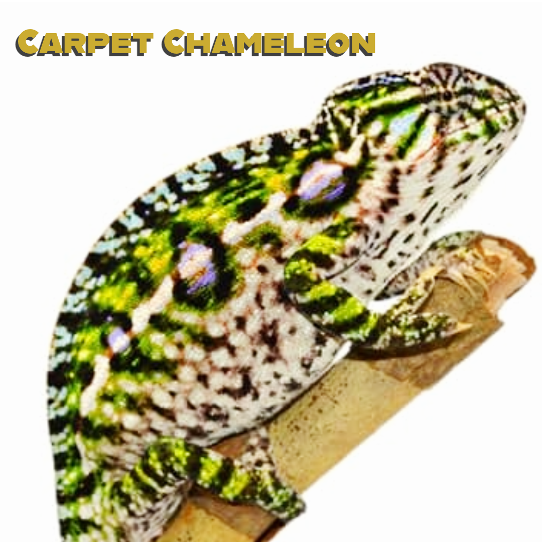 Carpet Chameleon