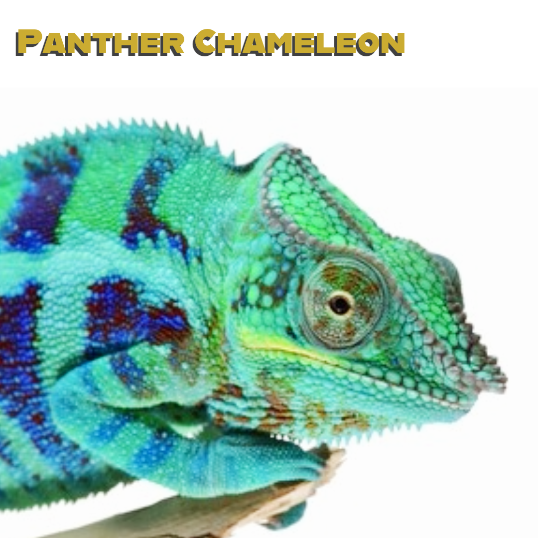 Panther Chameleon