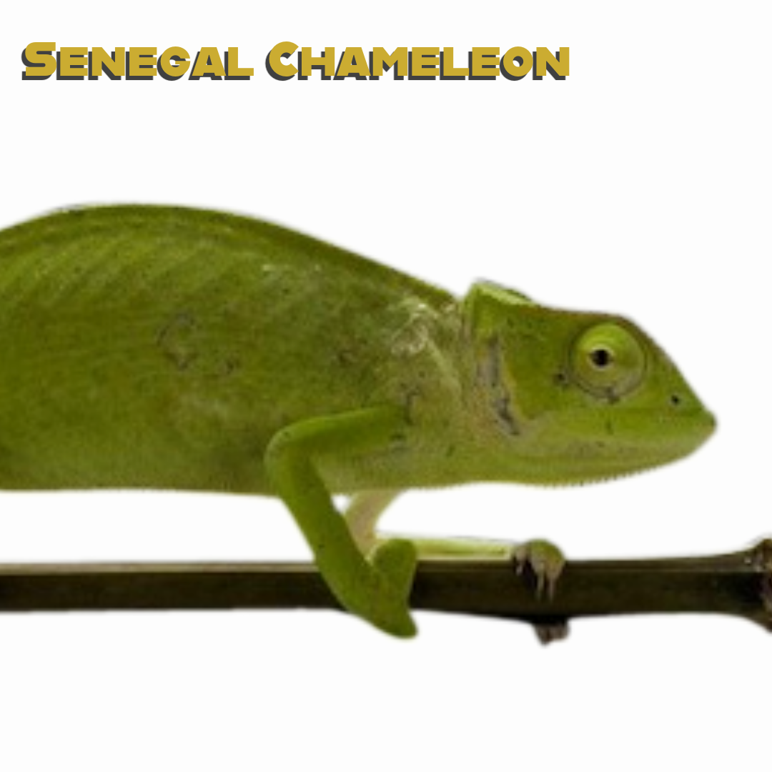 Senegal Chameleon