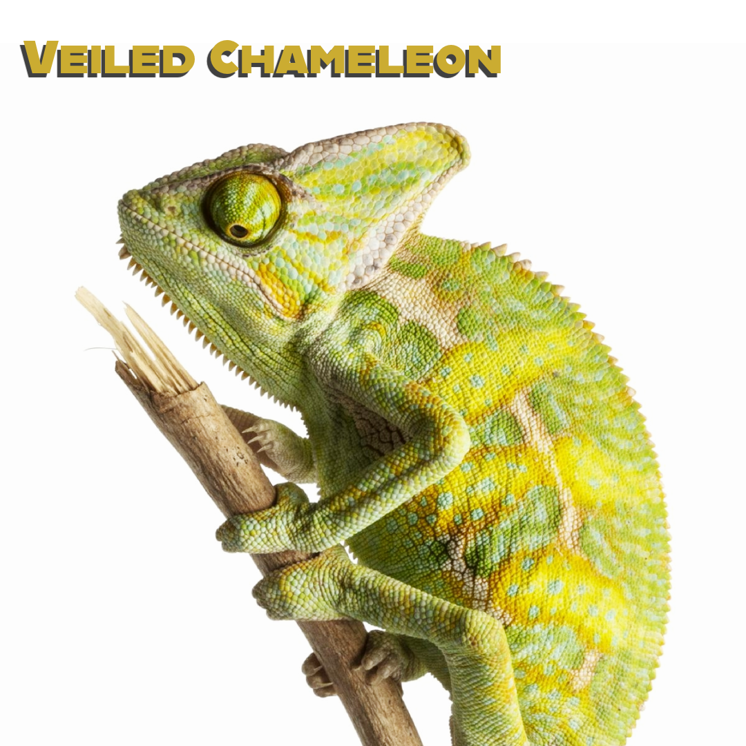 Veiled Chameleon