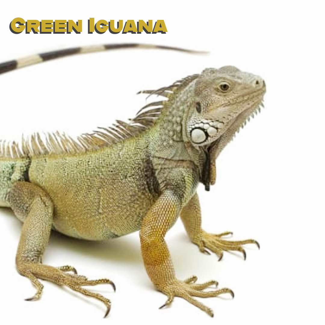 Green Iguana