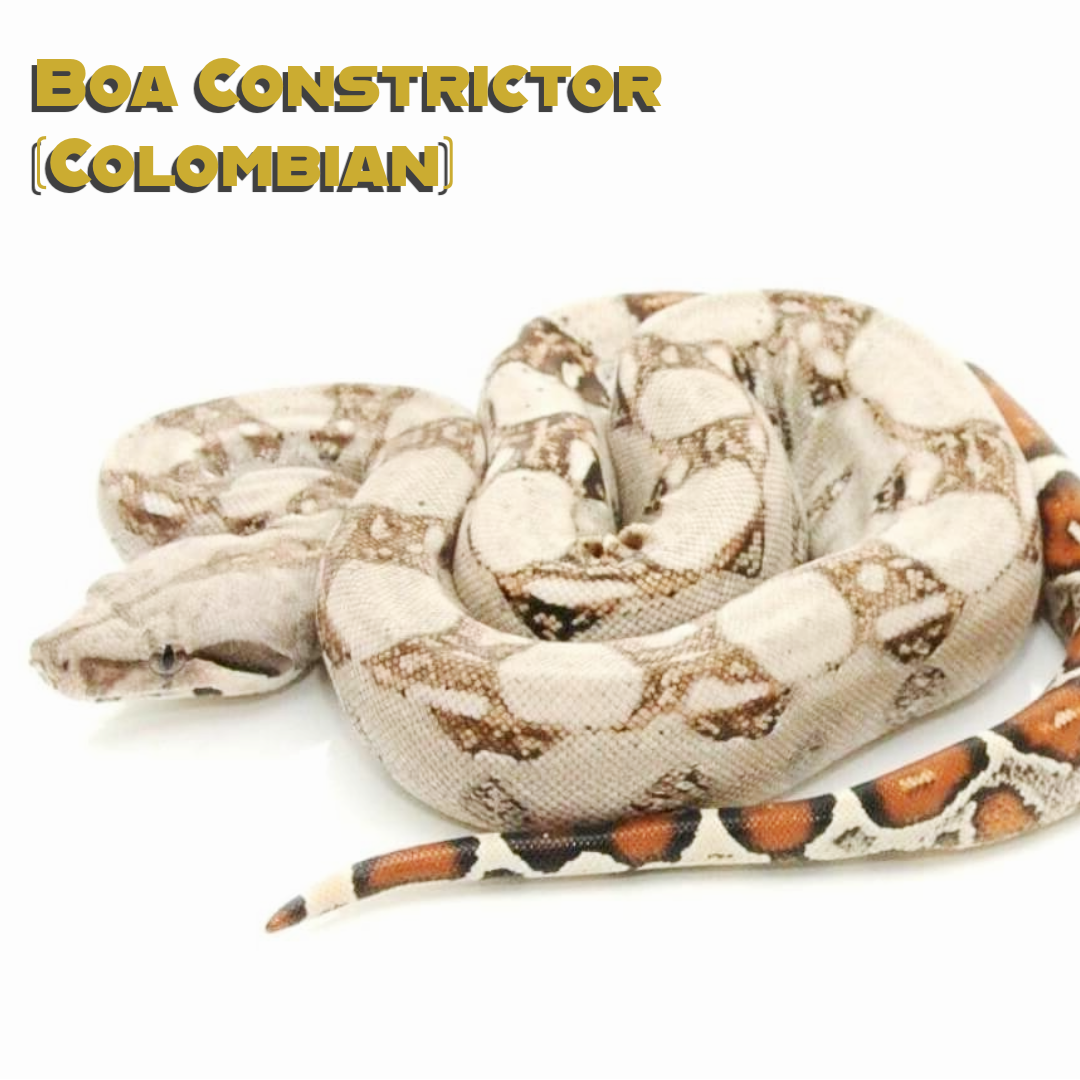 Colombian Red-Tail Boa Care