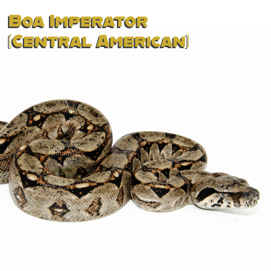 Common Boa Care