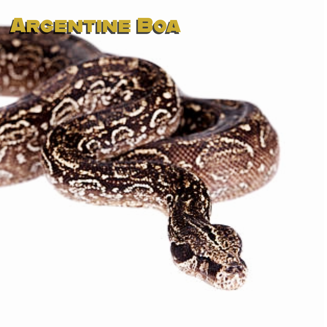 Argentine Boa Care