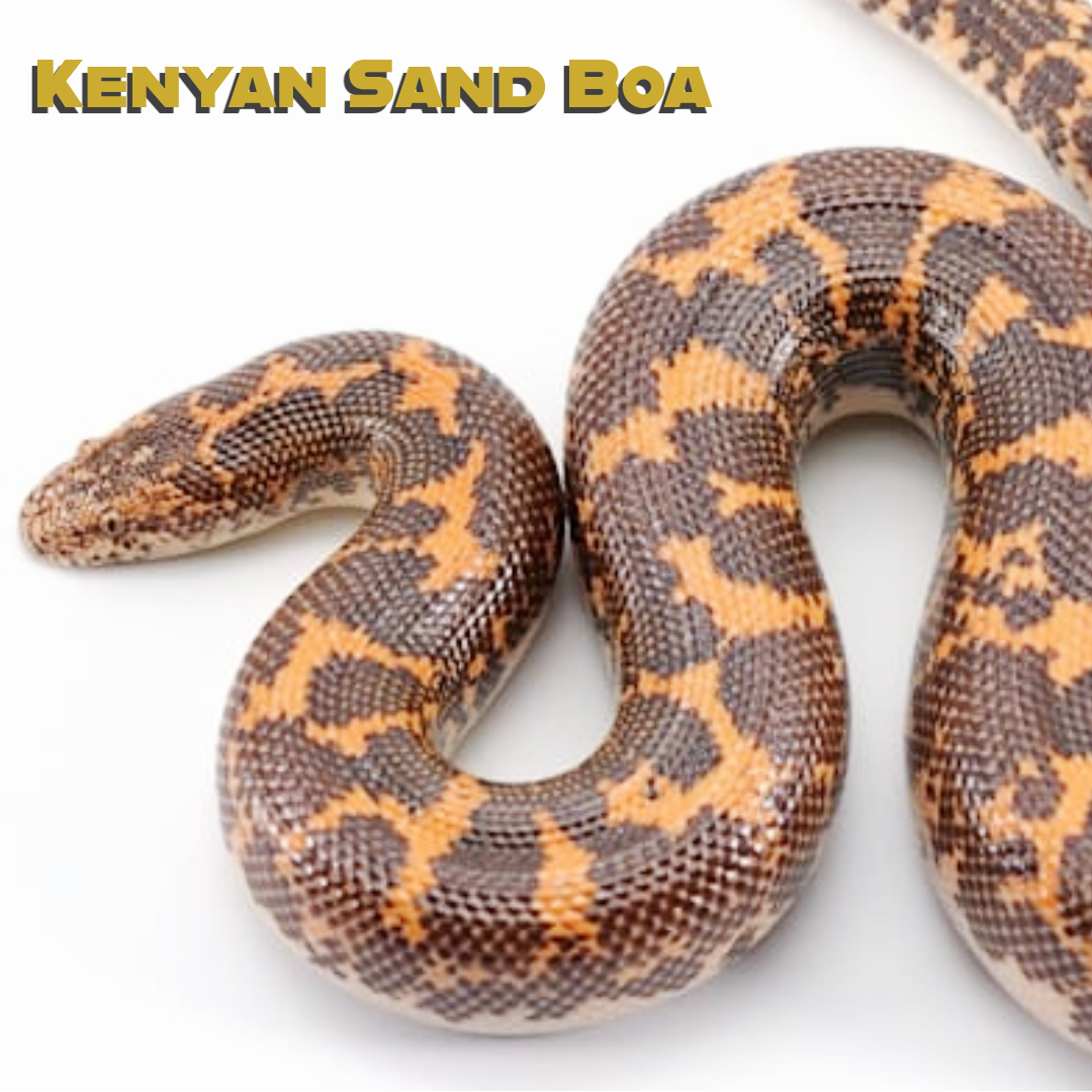 Kenyan Sand Boa Care