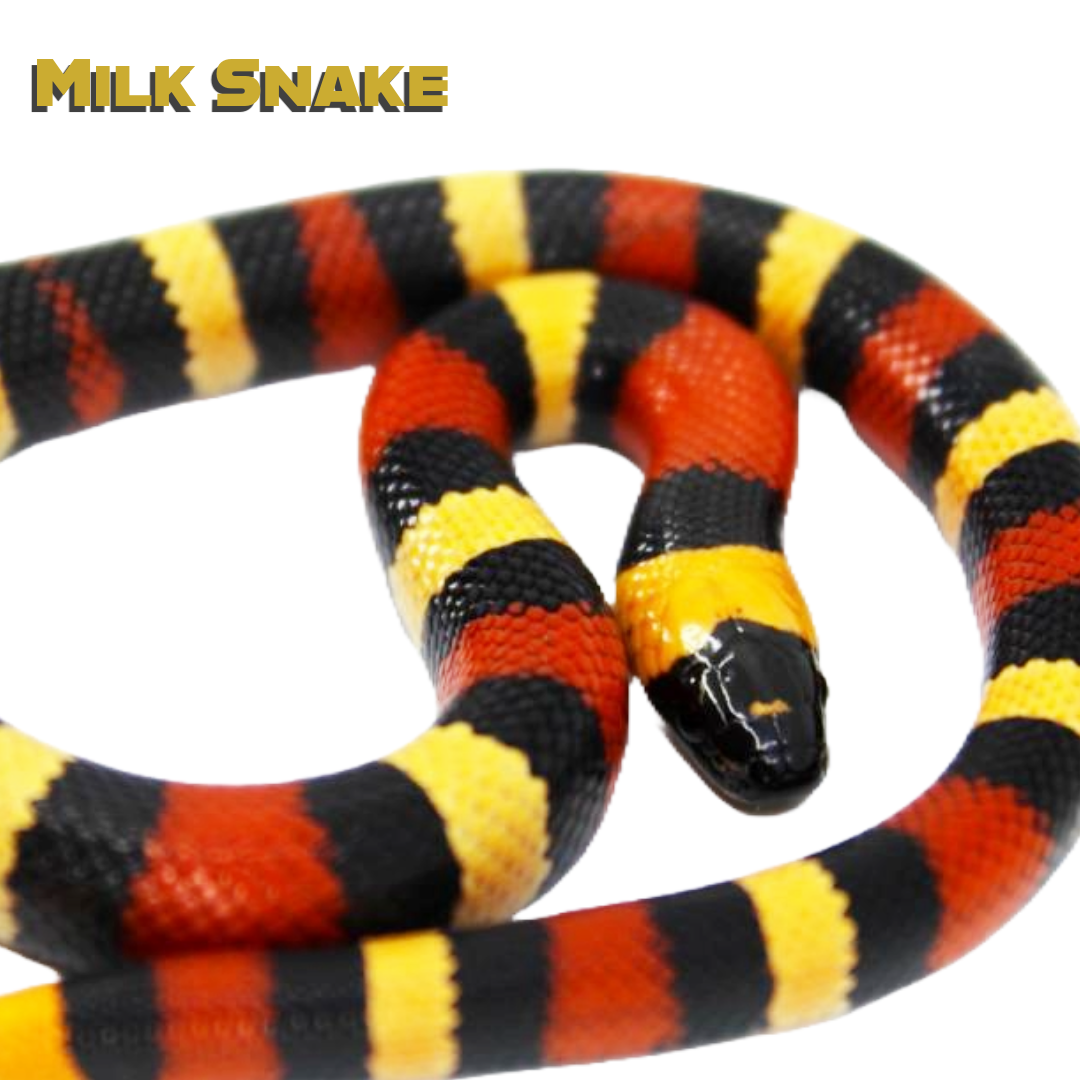 Milk Snake Care