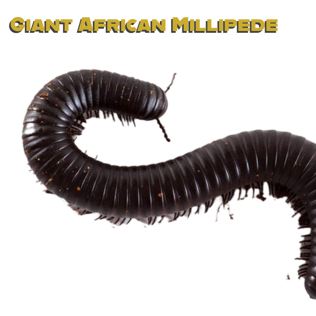 Giant African Millipede Care