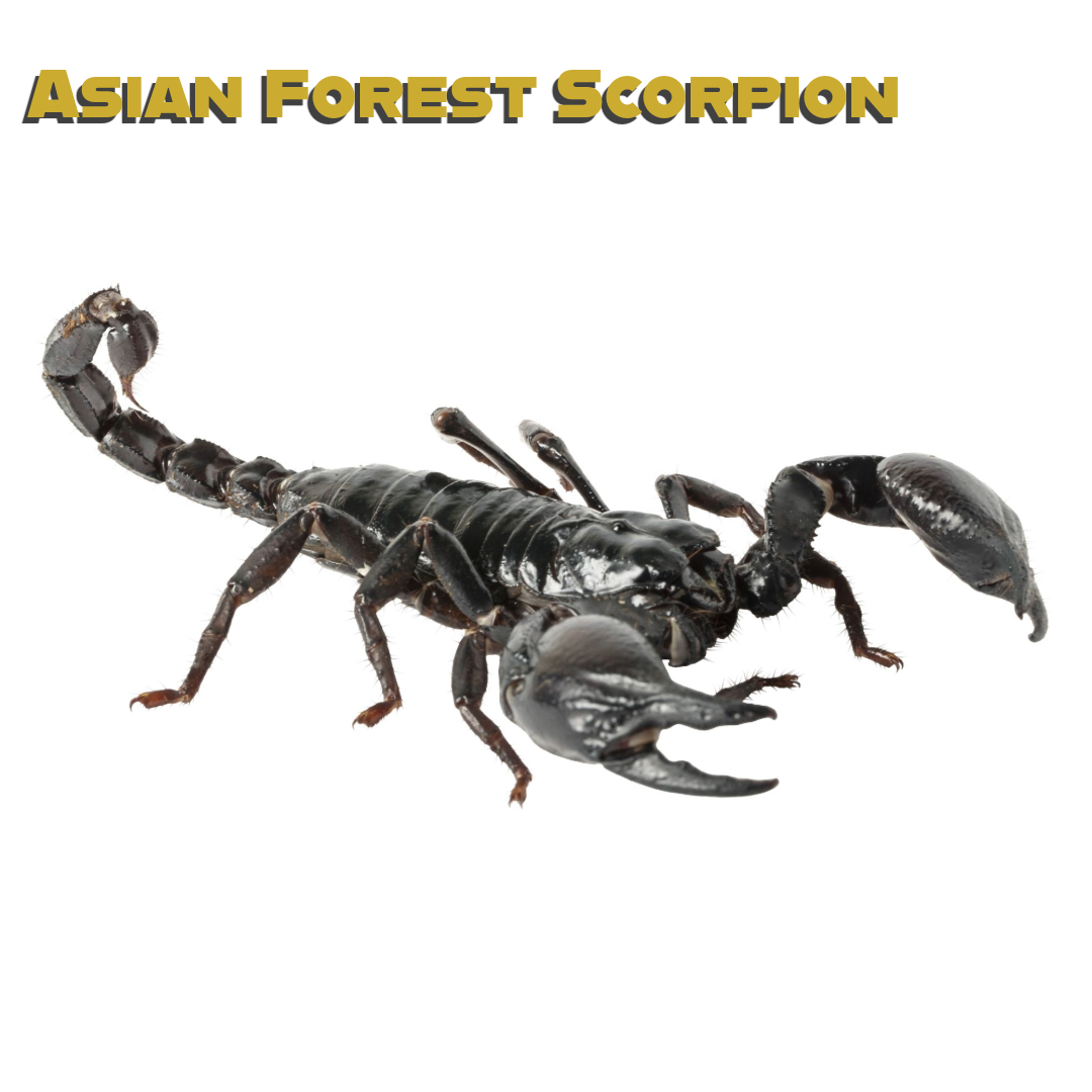 Asian Forest Scorpion Care