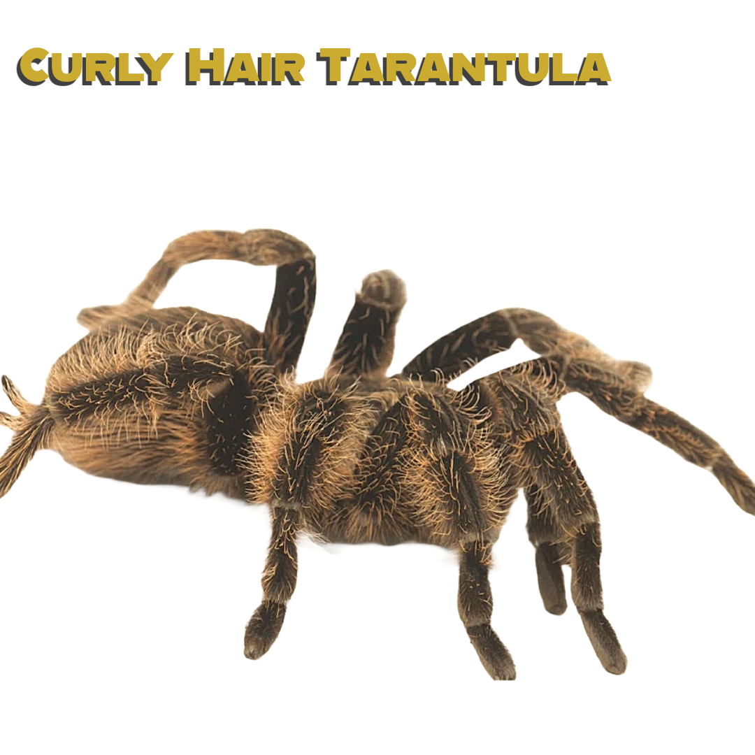 Curly Hair Tarantula Care