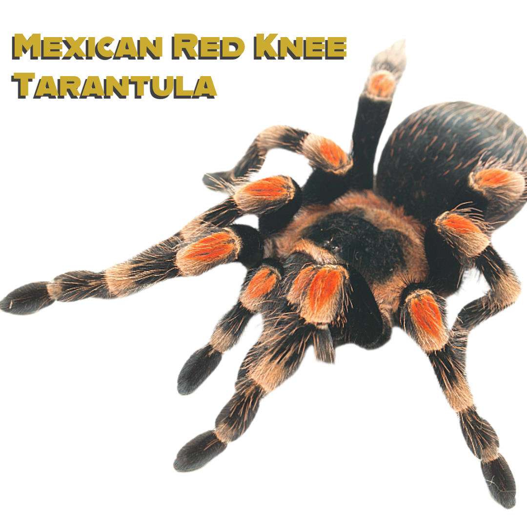 Mexican Red Knee Tarantula Care