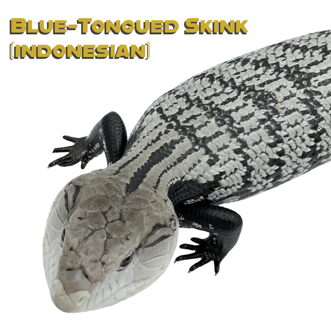 Blue-Tongued Skink (indonesian) Care