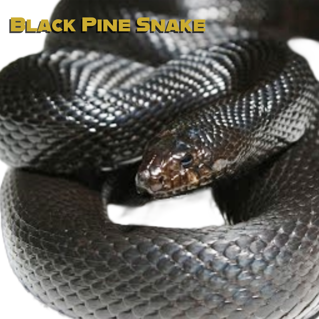 Black Pine snake