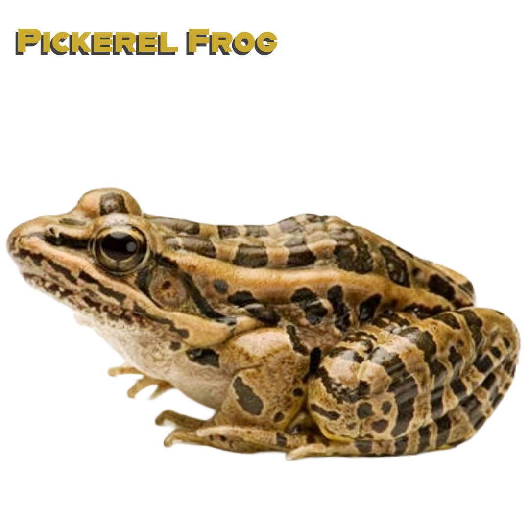 Pickerel Frog