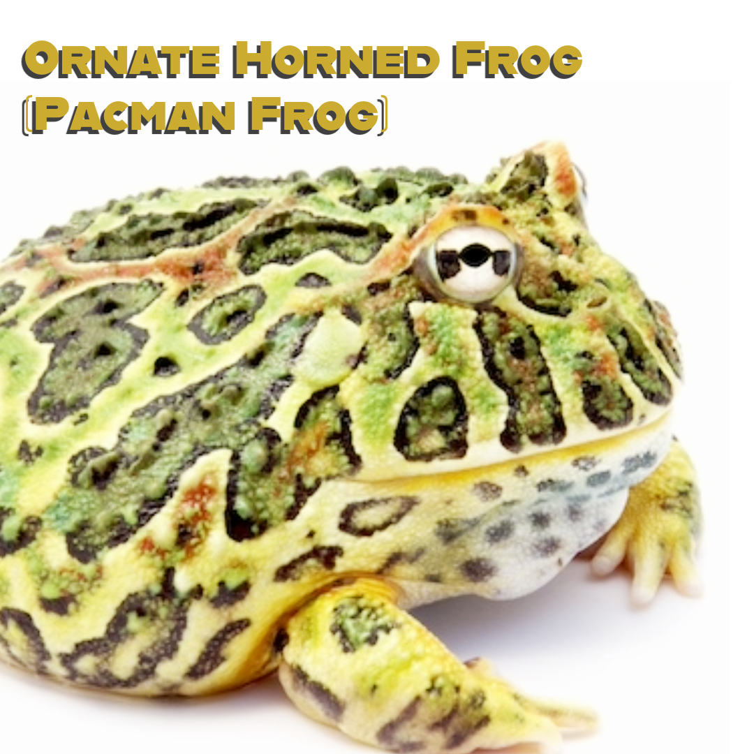 Ornate Horned Frog (Pacman Frog)