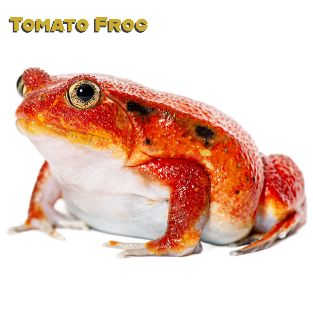 Tomato Frog