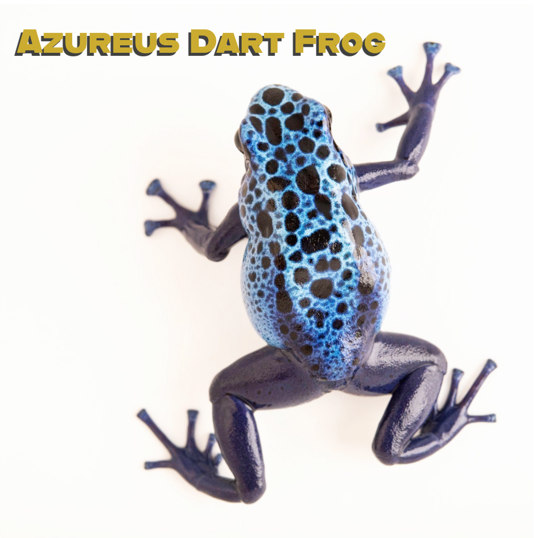 Azureus Dart Frog
