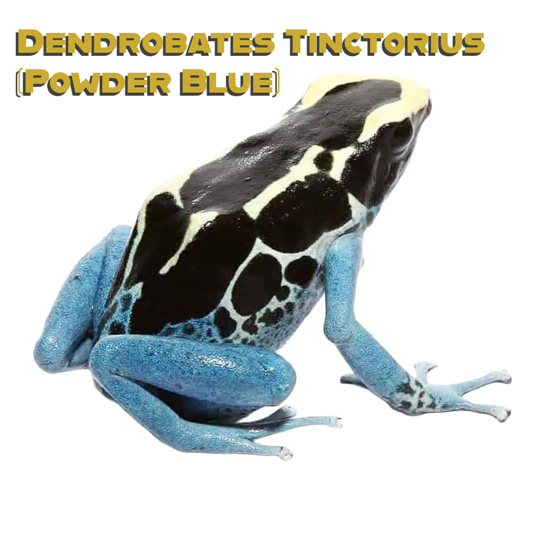 Powder Blue Dart Frog Care