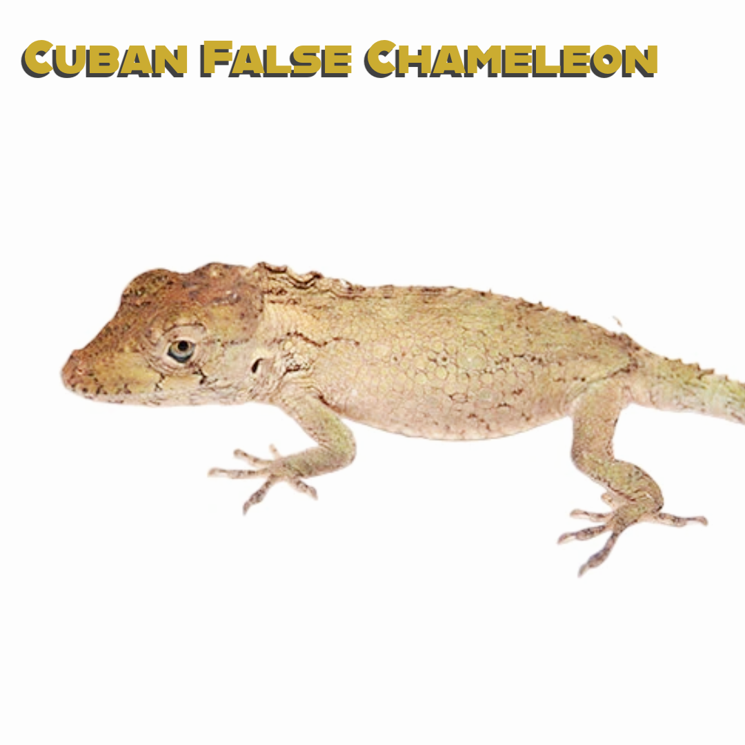 Cuban False Chameleon Care