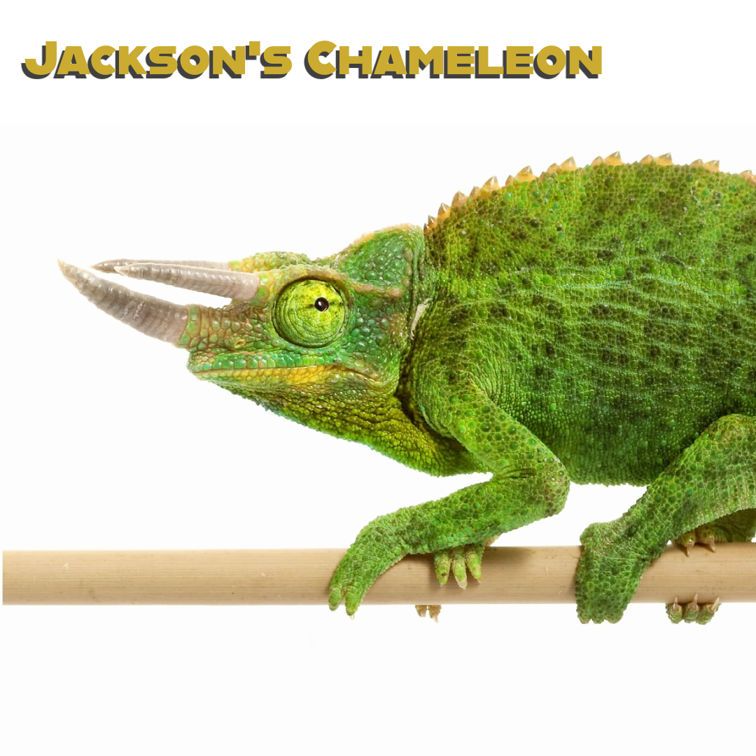 Jackson’s Chameleon Care