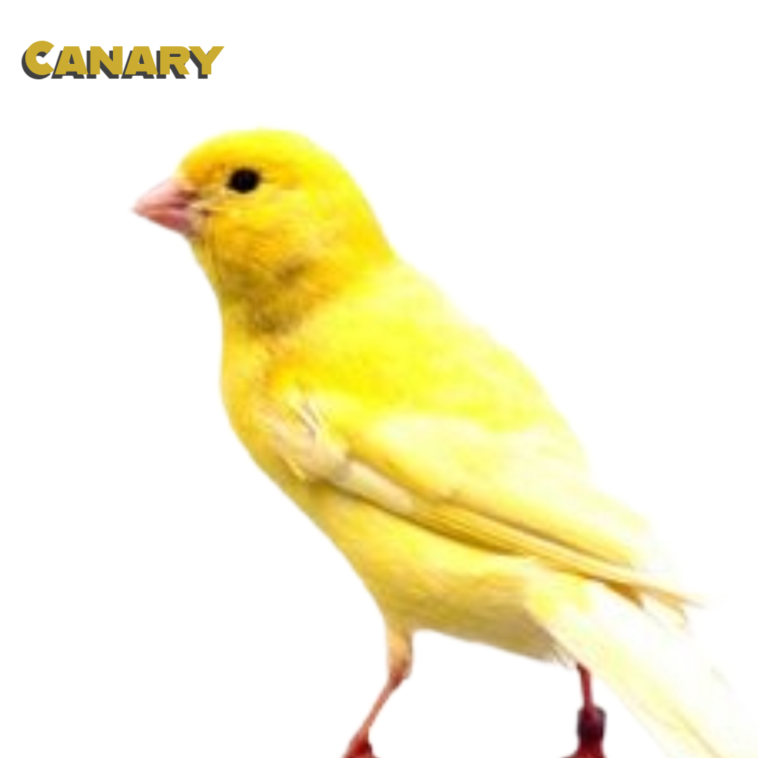 Canary Care