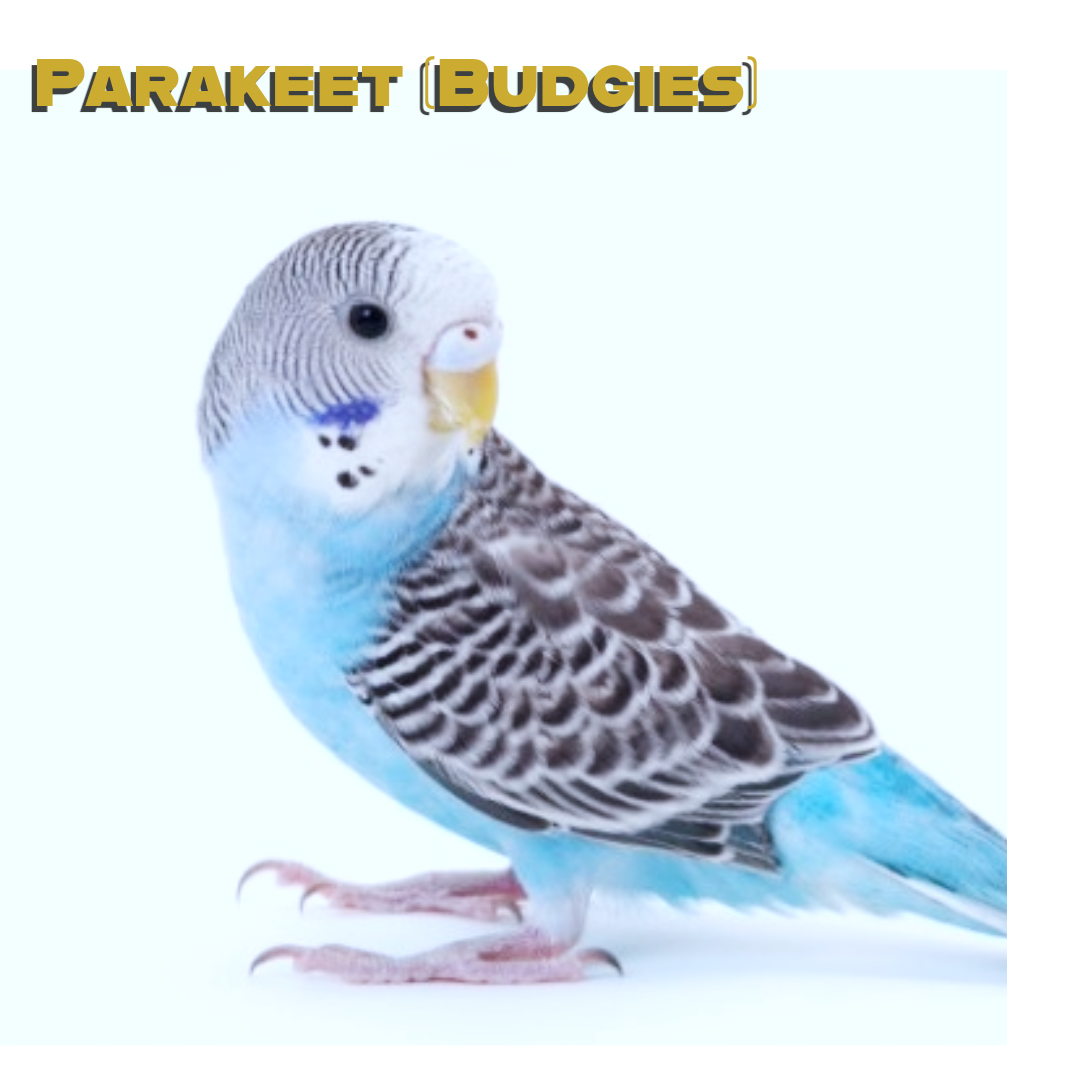 Parakeet A.k.a. Budgerigar (Budgies) Care