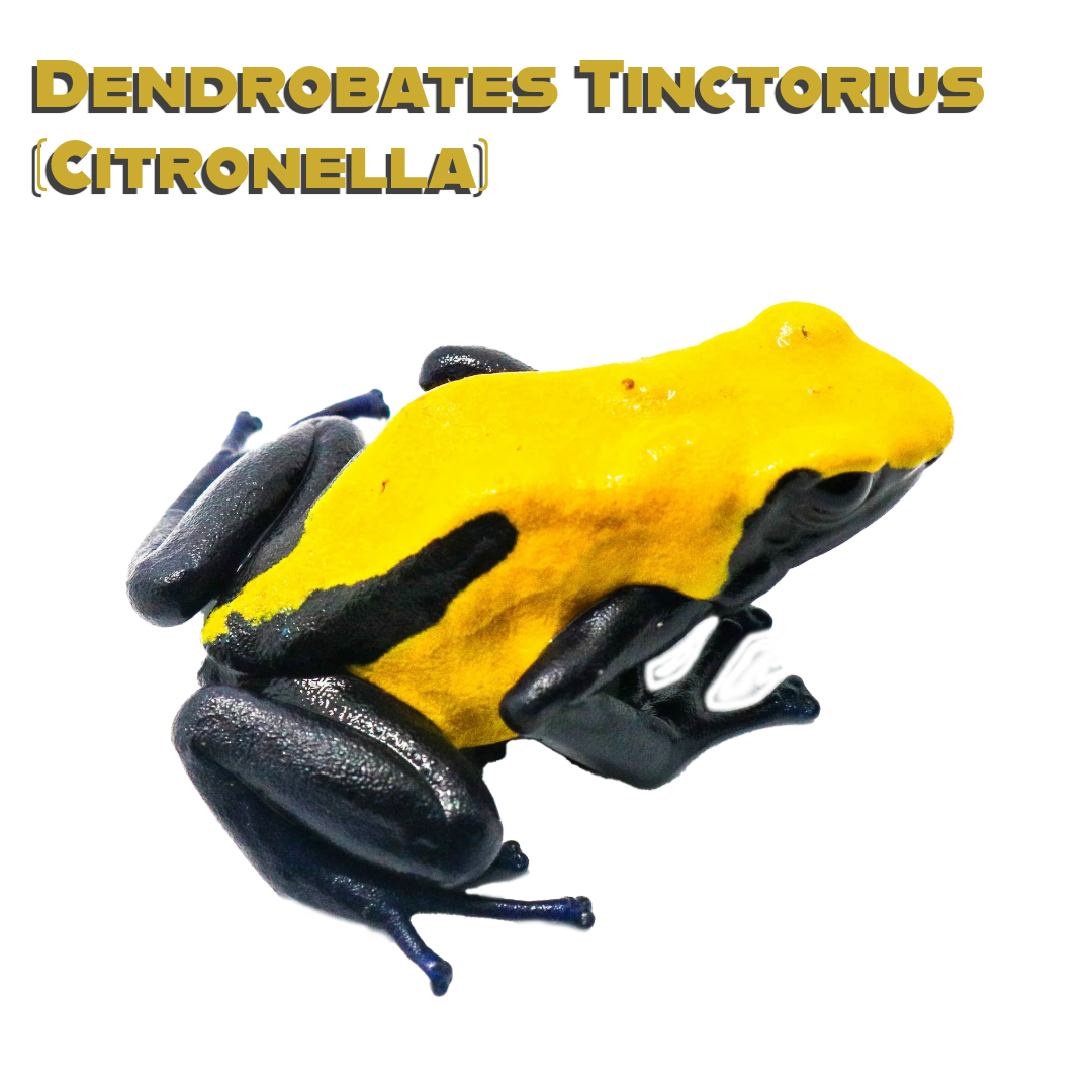 Citronella Dart Frog Care