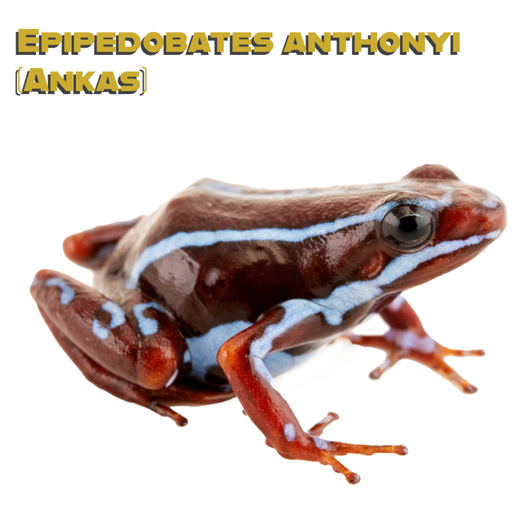 Ankas Dart Frog Care