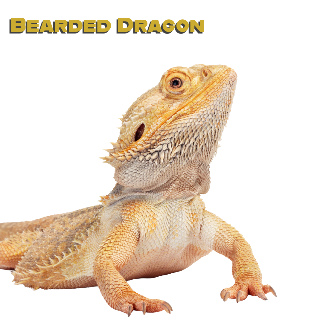 Caring for your Bearded Dragon