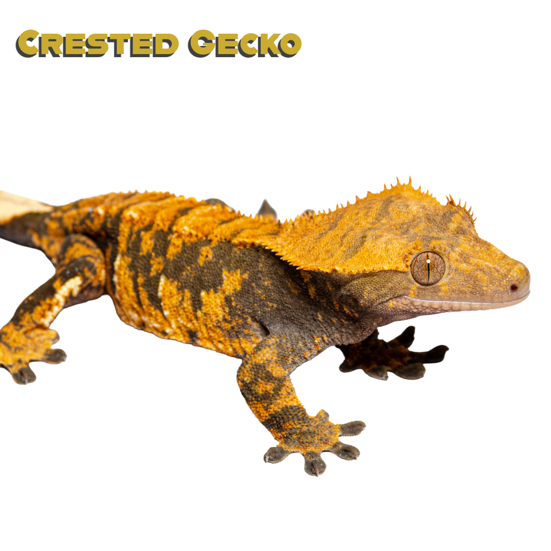 Caring for your Crested Gecko