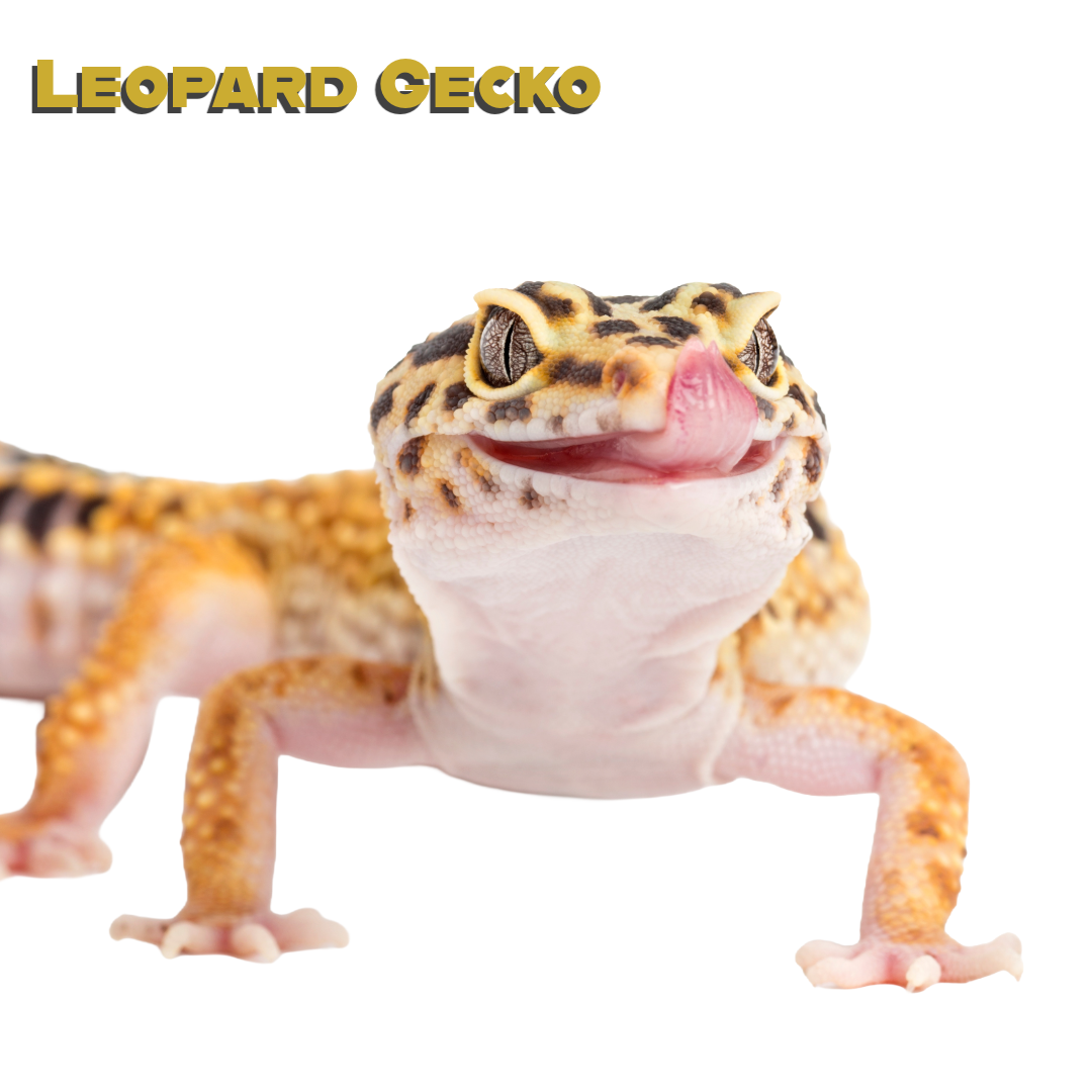 Caring for your Leopard Gecko