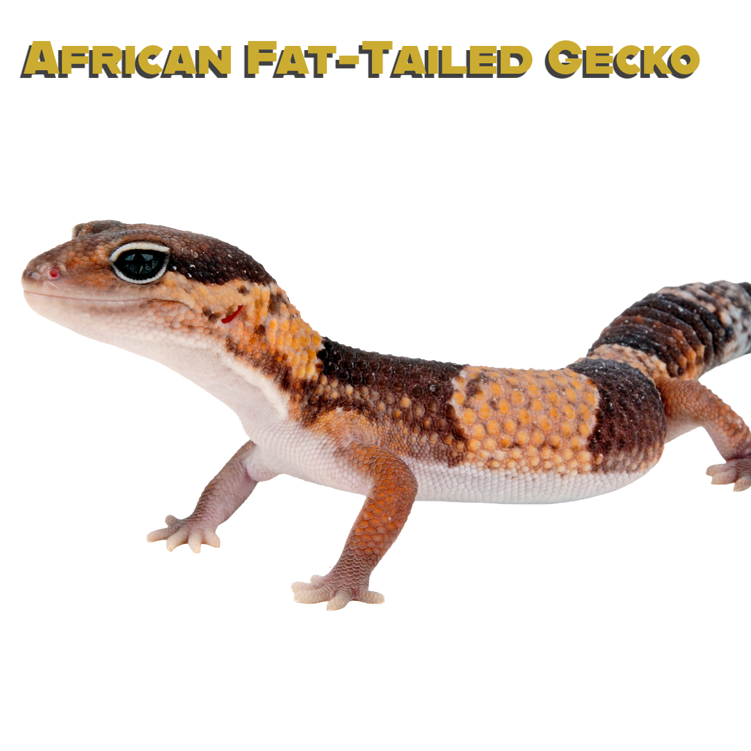 Caring for your African Fat-Tailed Gecko