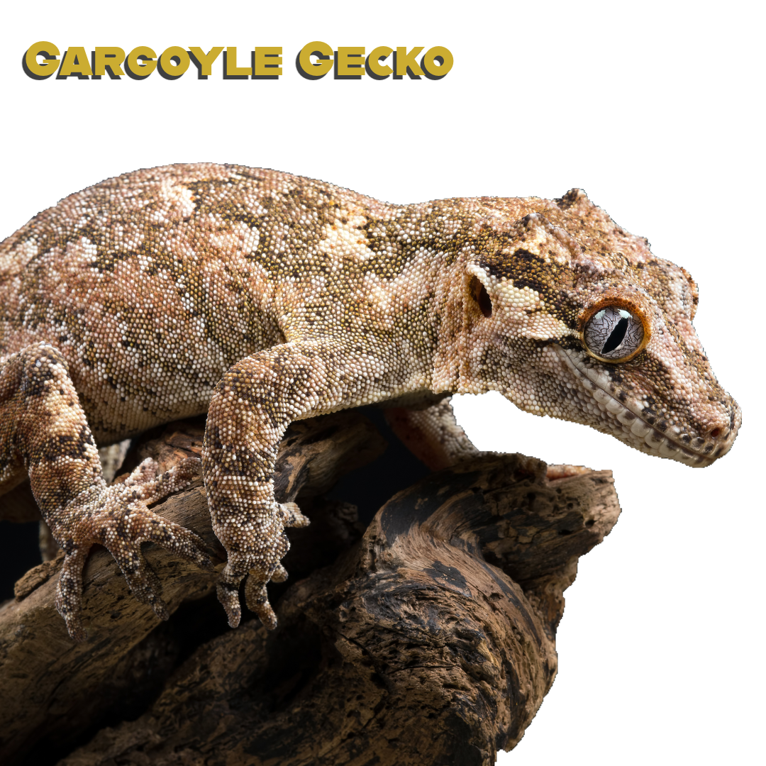 Caring for your Gargoyle Gecko