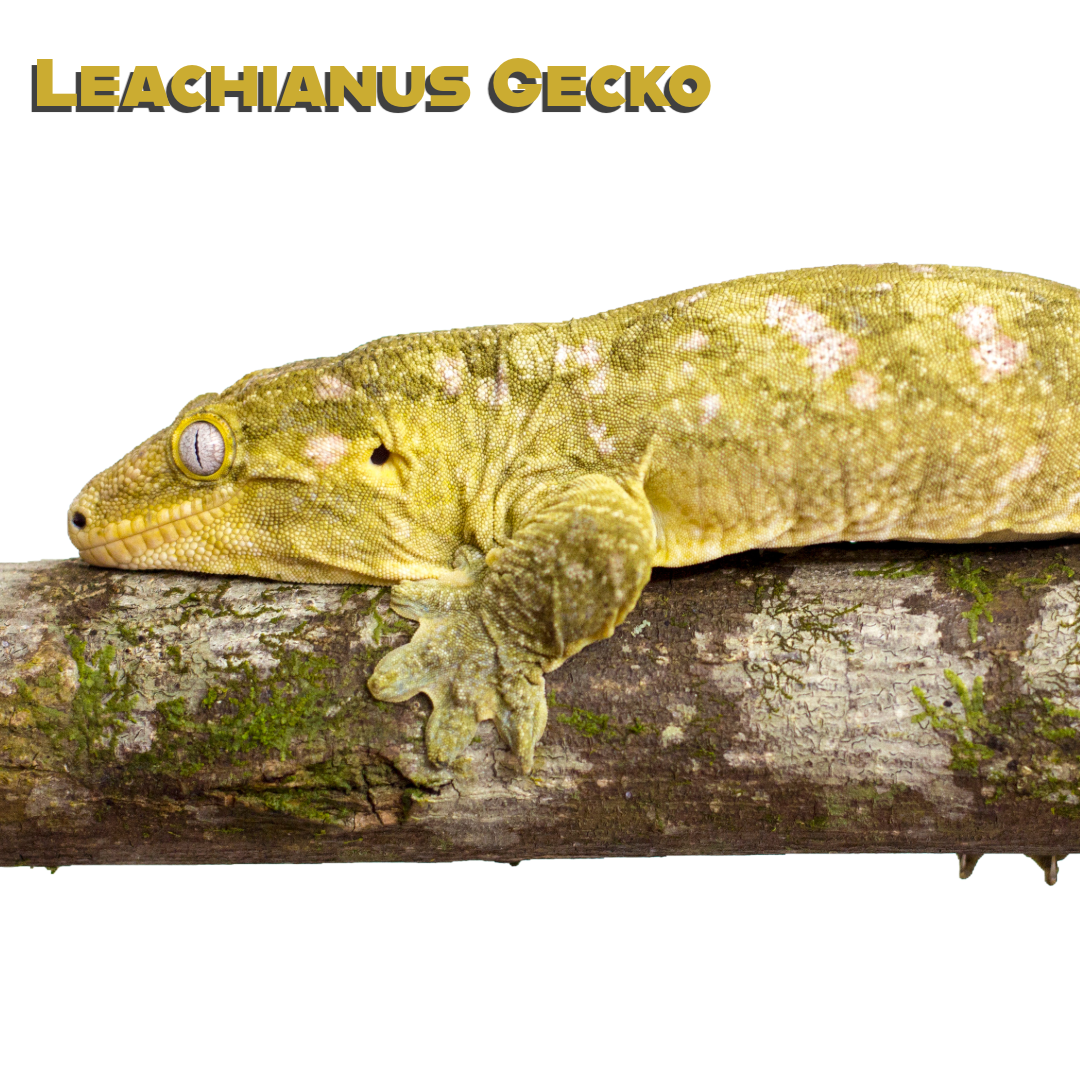  Caring for your Leachianus Gecko (Leachie Gecko)