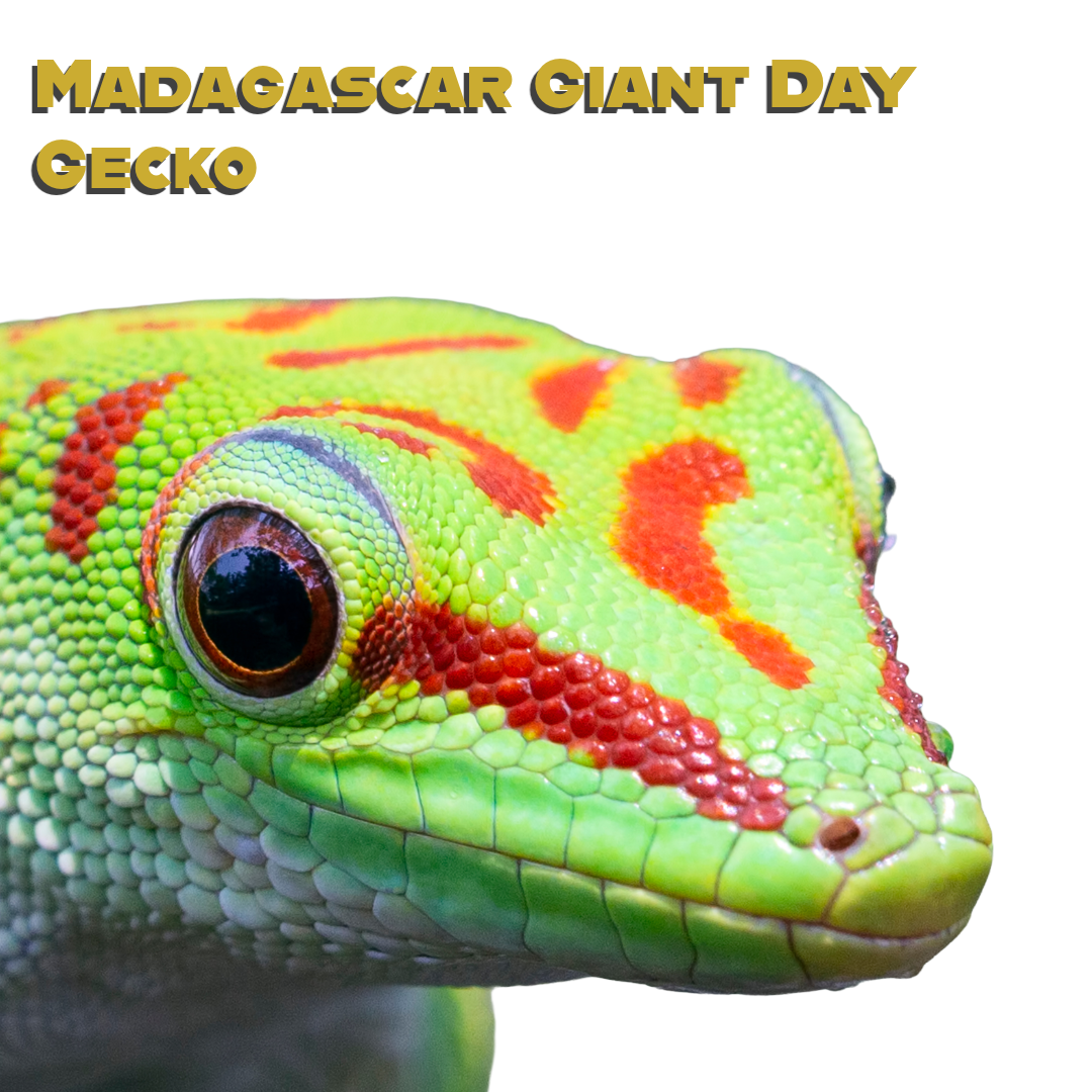 Caring for your Madagascar Giant Day Gecko