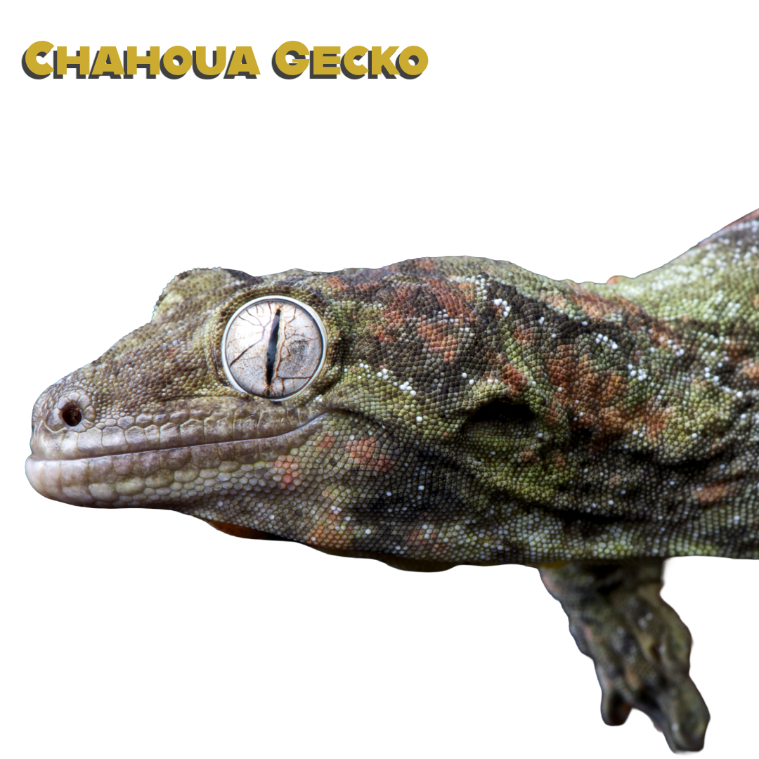 Caring for your Chahoua Gecko