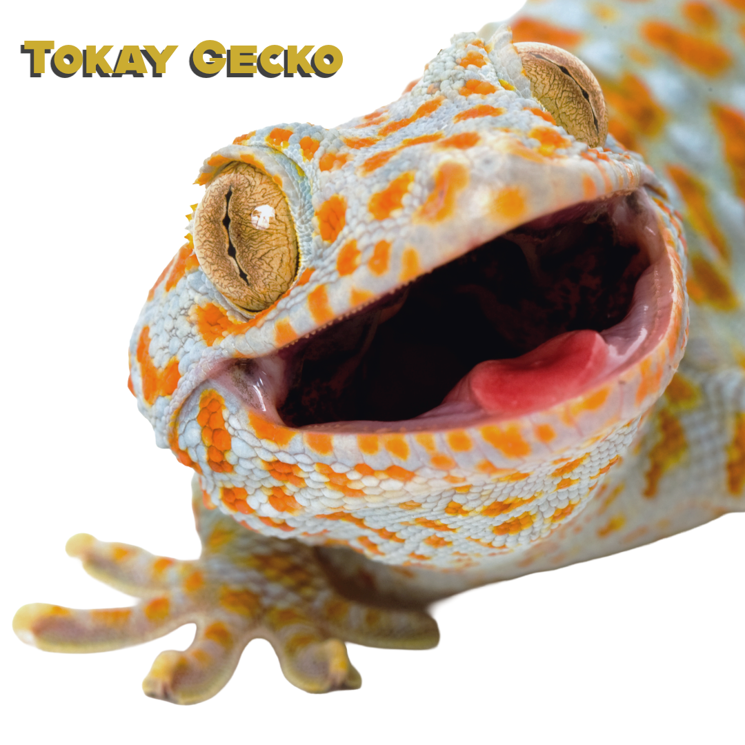 Caring for your Tokay Gecko
