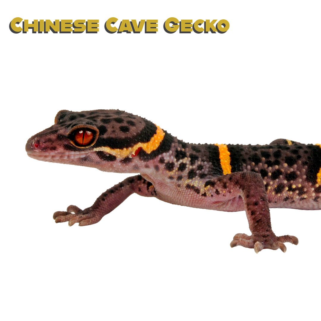 Caring for your Chinese Cave Gecko