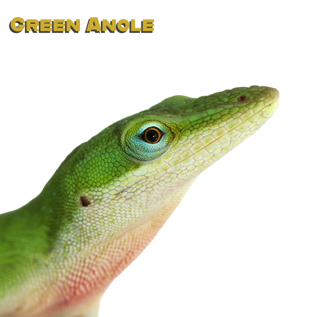 Caring for your Green Anole