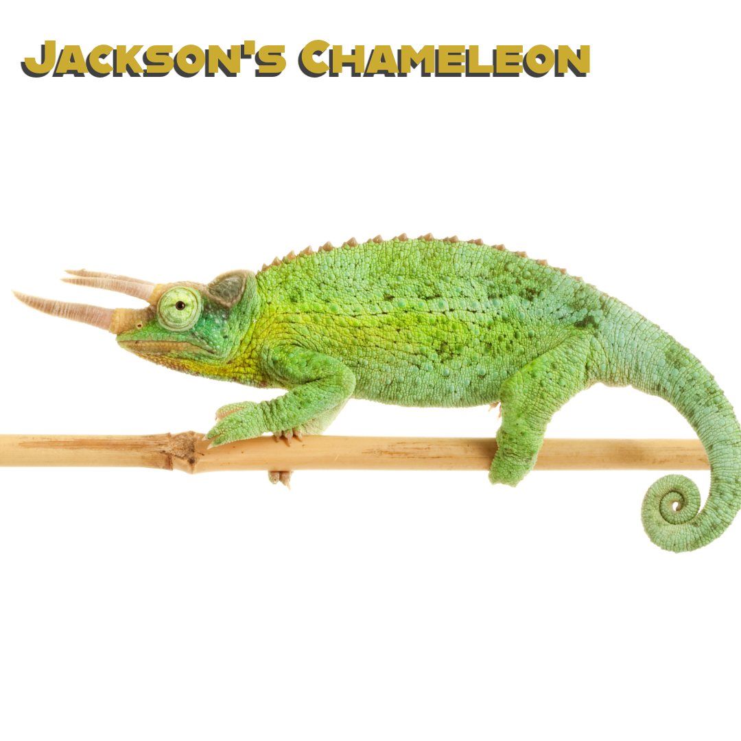 Caring for your Jackson’s Chameleon