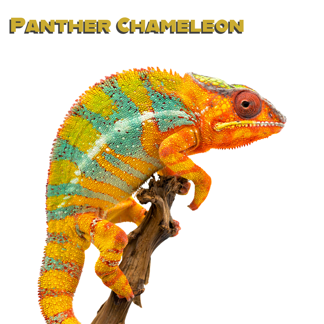 Caring for your Panther Chameleon